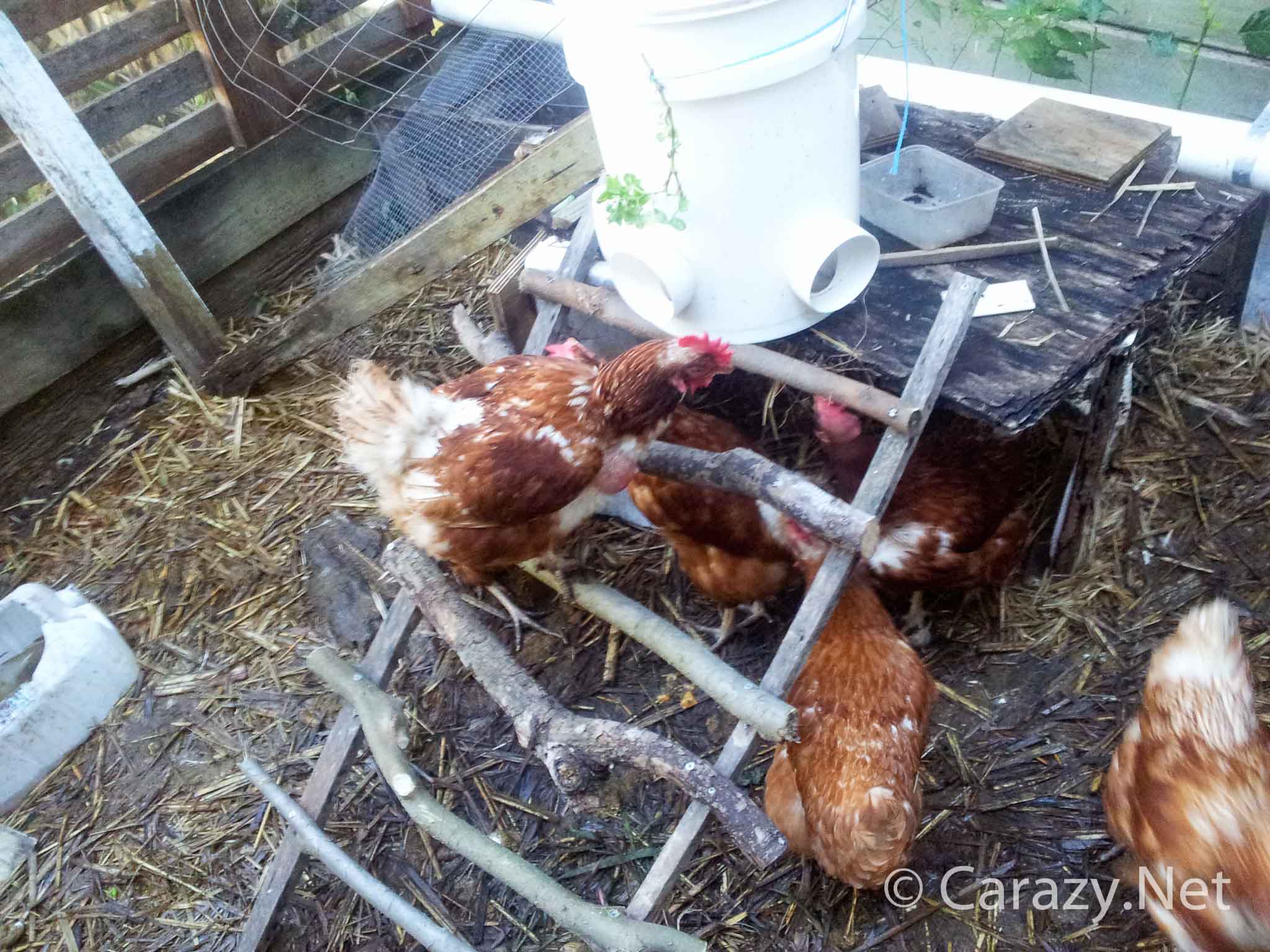 Chicken.Ladder-20150618_141740.jpg
