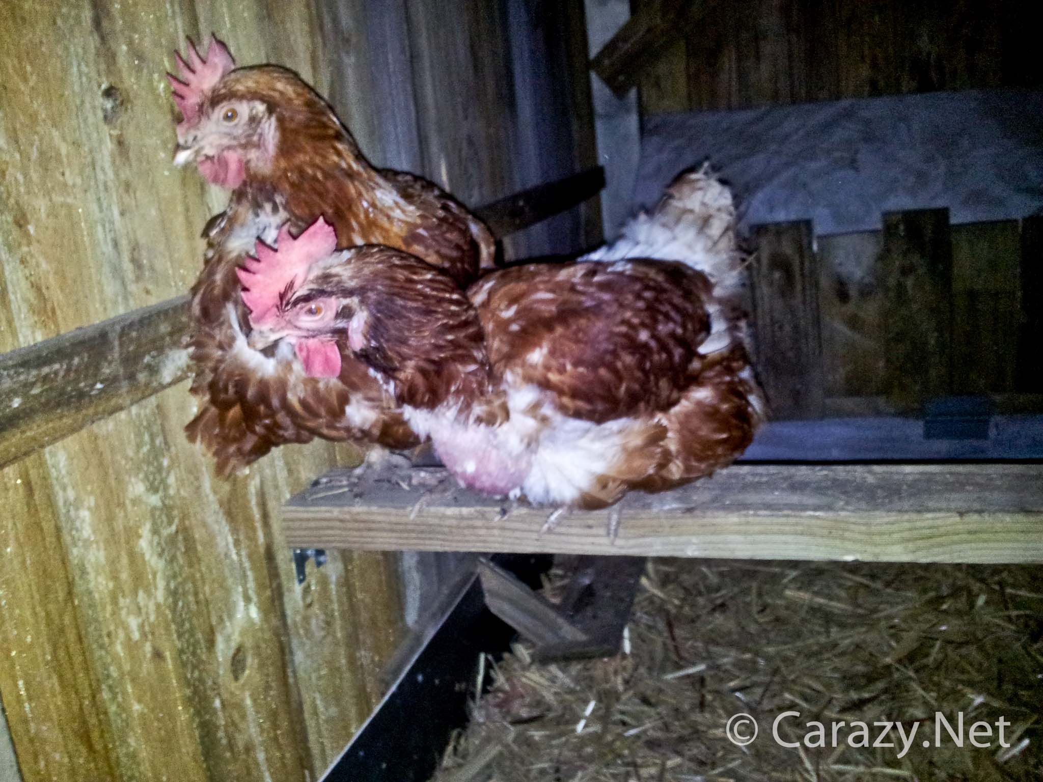 Teaching chickens how to roost.